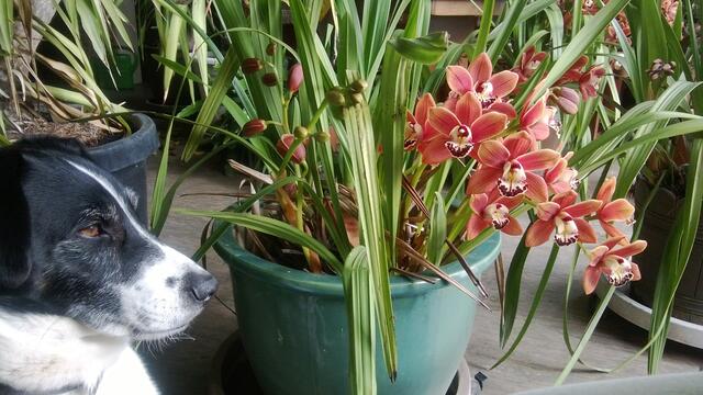 Orchidee mit Hund