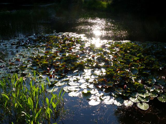 Gleichbleibend zauberhaft mit einem geringeren Wasserverlust in den Sommermonaten zeigt sich der von Zeit zu Zeit besuchte Moorteich.
