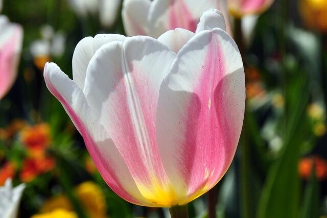 Mainau-Tulpe