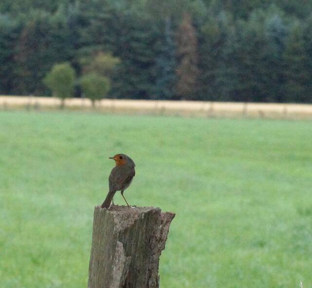 Auch in der Feldmark begegnen wir den Rotkehlchen.