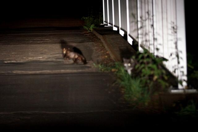 Marder und Katze kreuzen gemeinsam auf einer Brücke unseren Weg.