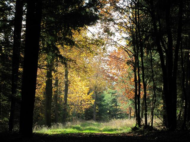Mudersbacher Wald im Herbst.