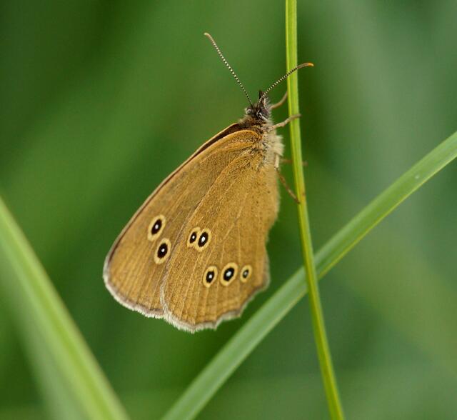 Ein "Brauner Waldvogel (Aphantopus hyperantus).