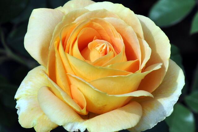 Mainau-Rose