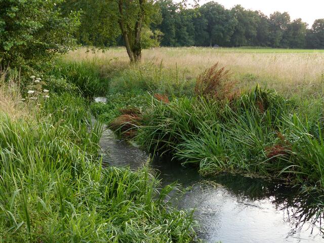 Ein wunderbares Naturrefugium in der Wedemark. Zaunkönige und Schwarzkehlchen wurden hier angetroffen. Einige Greifvögel kreisten über den  Feldern und am Abend trat das Rehwild aus seiner Deckung im nahen Waldstück.