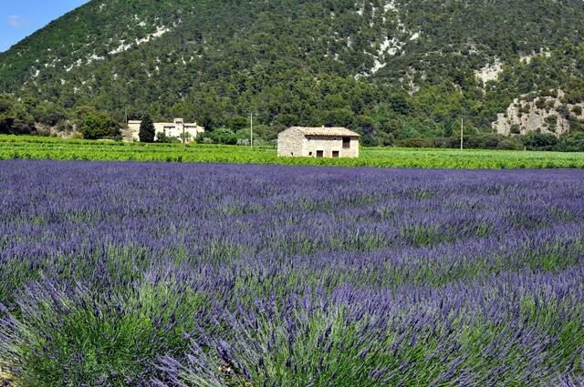 Lavendel im Juni