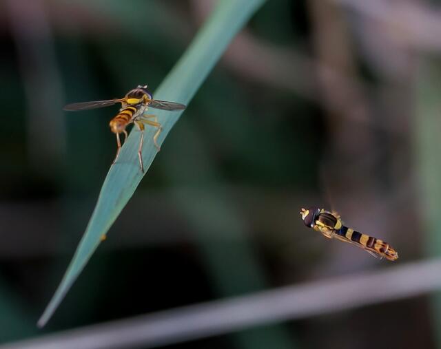 ... IM ANFLUG und in Warteposition...! Männchen der Gewöhnlichen Langbauchschwebfliege (Sphaerophoria scripta) . Sie wird auch als Gemeine Langbauchschwebfliege oder Gemeine Stiftschwebfliege bezeichnet.