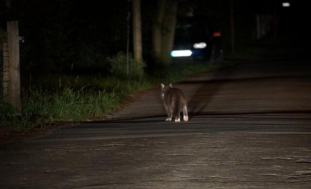 Die Katze verlässt im Scheinwerferlicht die nächtliche Szene. Hier endet auch dieser Beitrag...