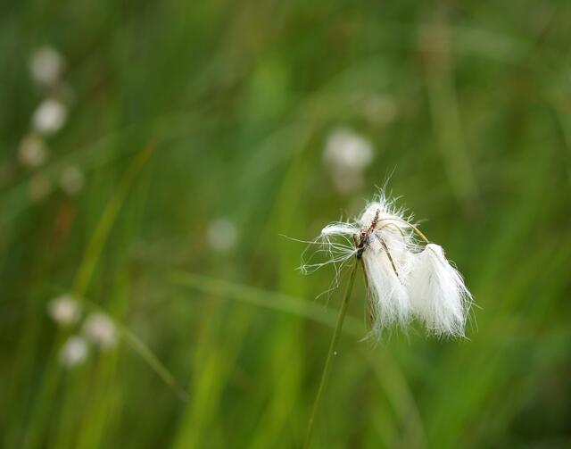 Das Schmalblättrige Wollgras (Eriophorum angustifolium). Es gehört zur Familie der Sauergrasgewächse (Cyperaceae). Im Juli 2014 am Moorinformationszentrum Wedemark-Resse (MOORiZ) fotografiert.