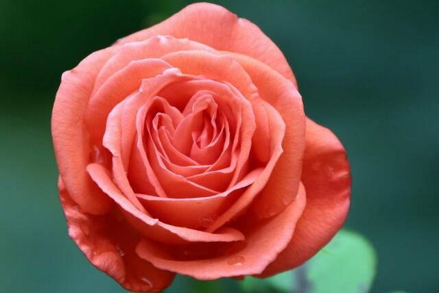 Rose von Tangermünde