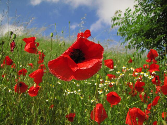 Sommerzeit. Die Blumenwiese.