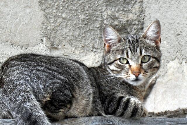 Katze von Manas
