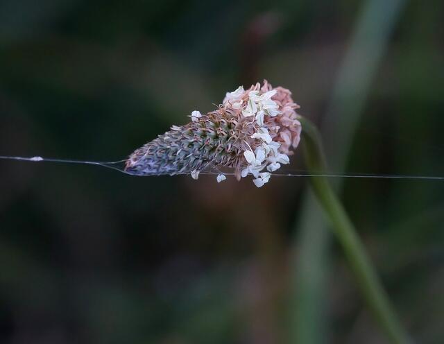 Ein Wegsperre bildete der robuste Spinnfaden der sich zwischen der übrigen Bepflanzung und dem Spitzwegerich über den Pfad zog.