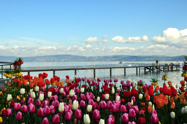 Mainau im Frühling