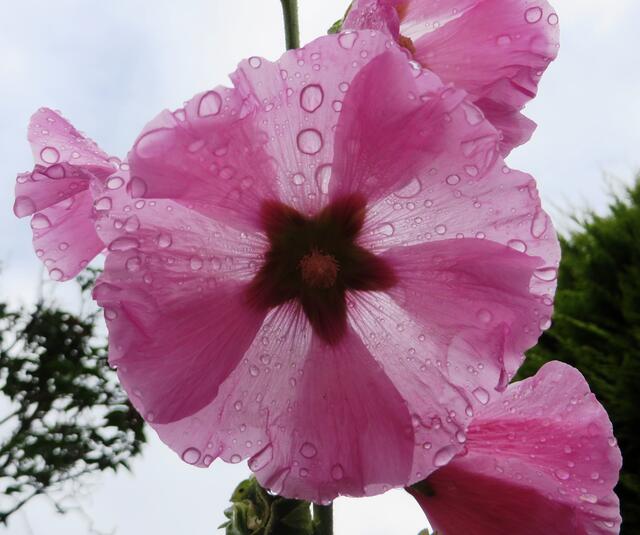 Juni: Stockrose nach dem Regen