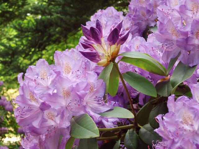 Rhododendron