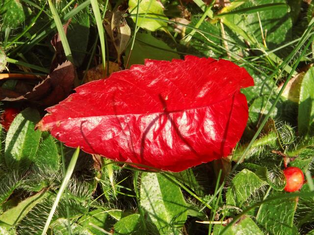 Roter Farbtupfer