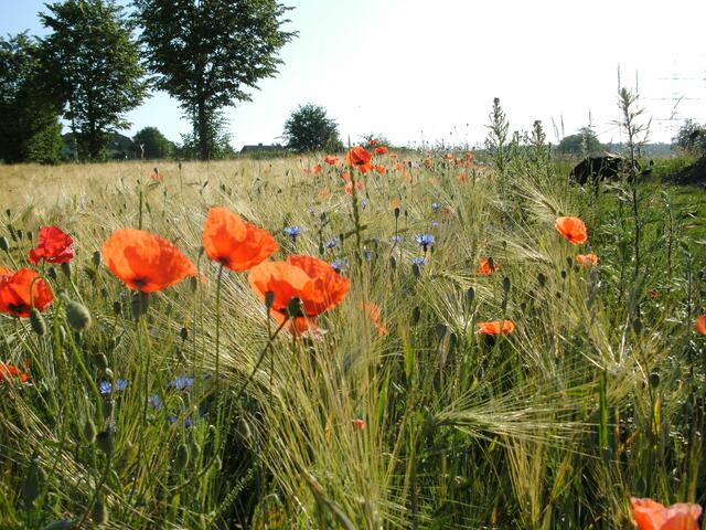 Sommer