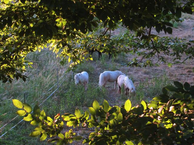 Juni: Sommerabend auf der Pferdeweide