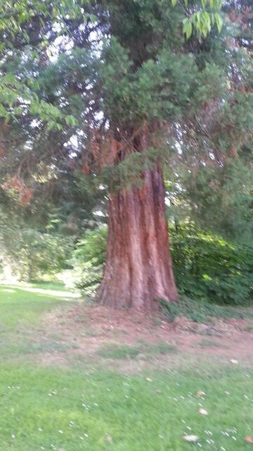 Es gab dort sehr große Bäume