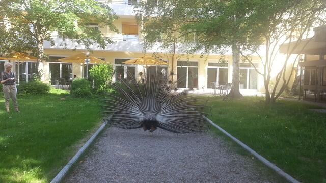 Diese Vögel sehen ja sehr schön von vorne und hinten aus aber nachts sind es die reinsten Ungeheuer , die können ein krach machen man glaubt es kaum