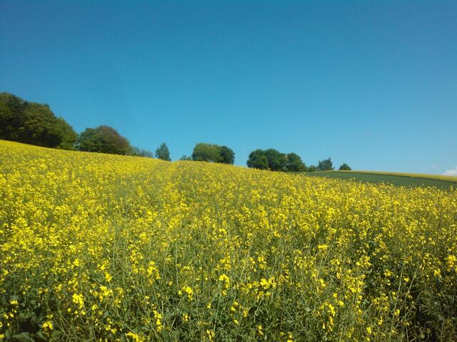 Frühling im Leinetal