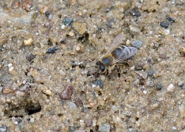 Ein ganz anders geartetes Biotop in der Wedemark. Die Gemeine Sandbiene (Andrena flavipes) auf kiesigem Grund am Gewässerrand.