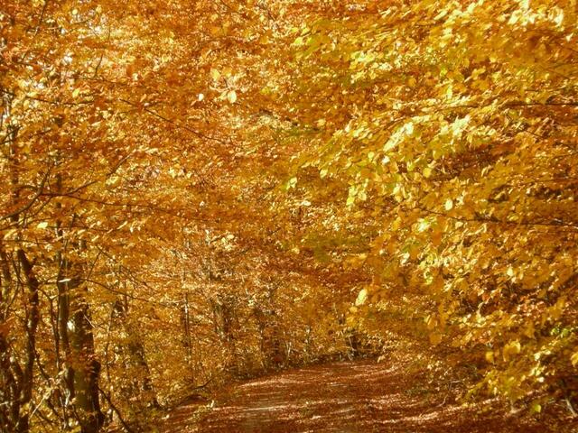 Herbstwald  Foto: Günter Lampe