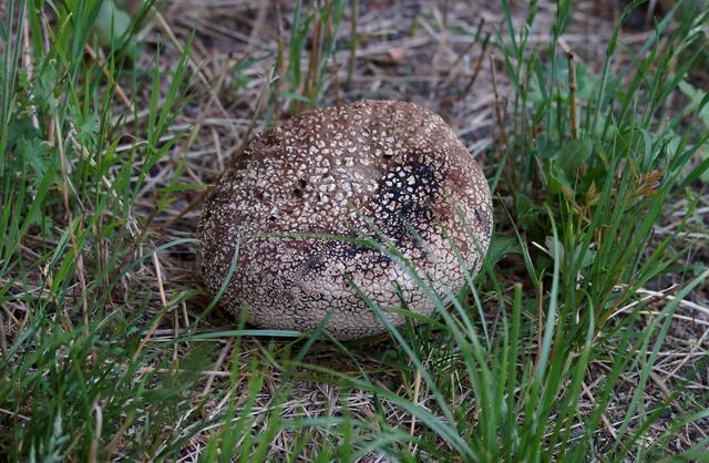 Hier sehen wir einen Hasenbovist im ungenießbaren Zustand. Noch einen Tag zuvor (Anfang Juni) konnten wir an der gleichen Stelle zweit appetitliche junge Pilze ernten. In Scheiben geschnitten, in Mehl gewendet und anschließend in der heißen Pfanne ausgebacken wurden sie zu einer schmackhaften Mahlzeit.