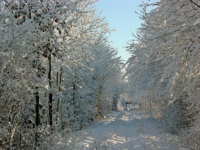 Wanderweg im Hils