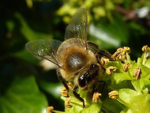 "Summ summ Bienchen summ"