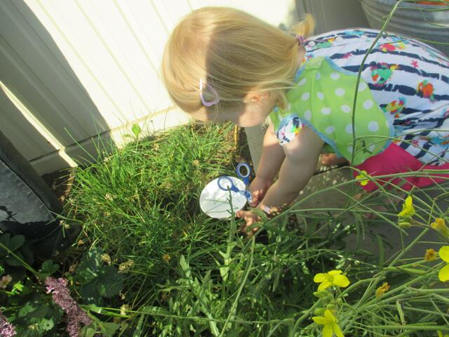 Schon die jüngsten machen sich fleißig auf Schnittlauchsuche...