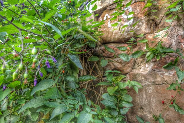 Wächst aus der Mauer heraus. Wird bald ein Baum sein ... | Foto: KDH / SDS Marburg