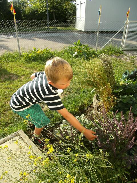 Mhmm, wie das duftet. Frischer Basilikum aus dem Garten...