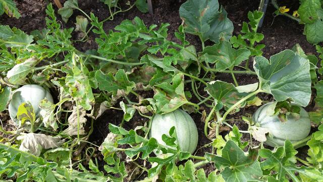 So groß sind bereits unsere eigenen Melonen...
