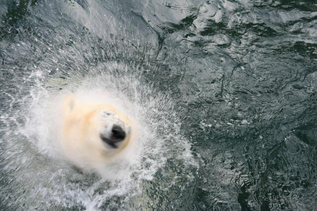 Eisbär im Hannover Zoo