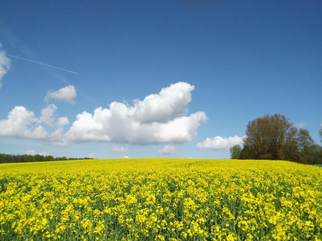 Rapsfeld