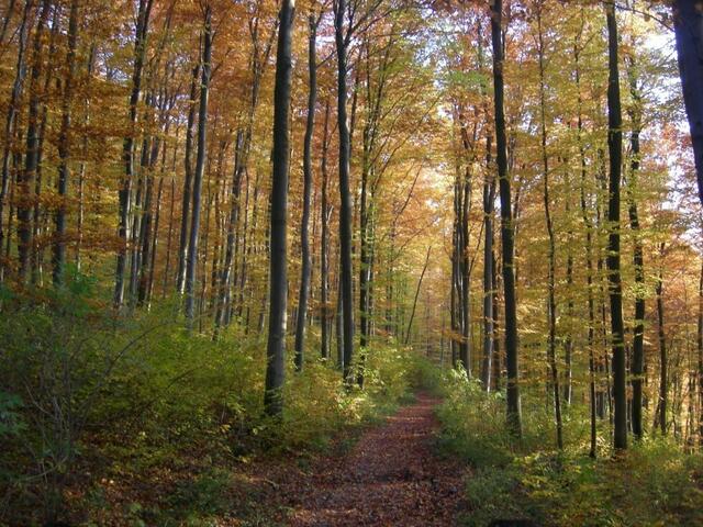 Wanderweg im Leinetal
