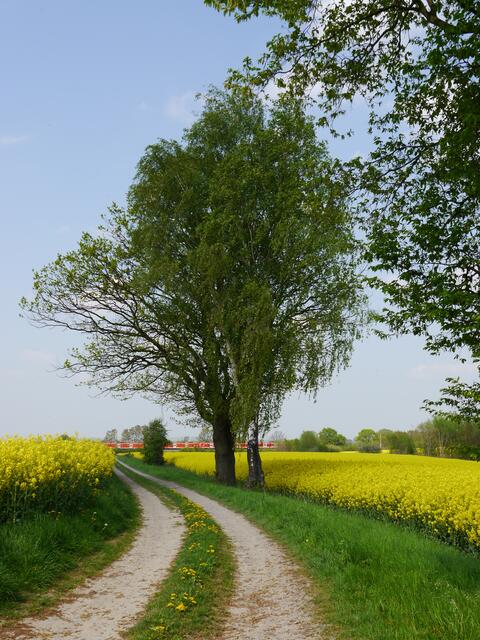 Rapsfelder im Calenberger Land
