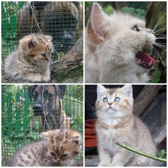 Anabelle meckerte die neugierigen Hunde aus !