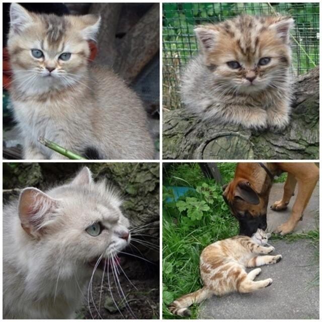 Gina-das Flaschenkindkitten daneben sieht nicht mehr sooo schmuddelig aus-Anabelle mußte wieder motzen und Paco kostet den Geschmack von Dajana !