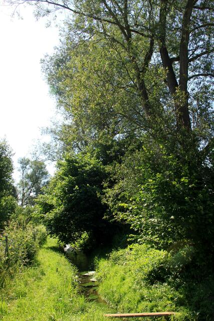 Riesige Bäume, die Anlieger an der Grenze ihres Grundstück oder auf städtischen Grundstück unzulässiger weise gepflanzt haben, verschatten Nachbargrundstücke, außerdem verengen deren Wurzeln das Flussbett des Baches.