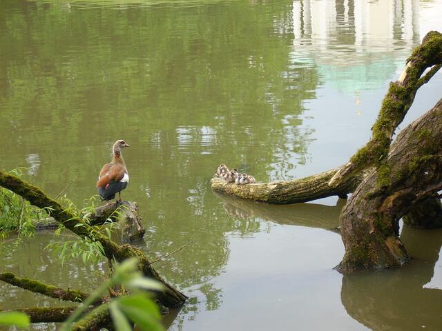 Familie Nilgans