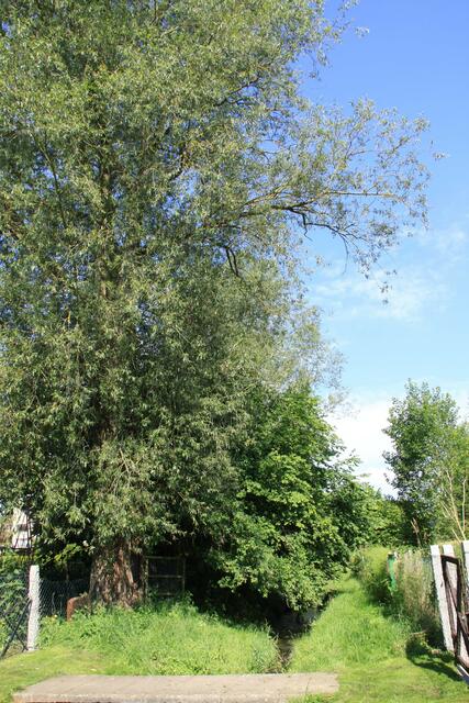 Riesige Bäume, die Anlieger an der Grenze ihres Grundstücks oder auf städtischen Grundstück unzulässiger weise gepflanzt haben, verschatten Nachbargrundstücke, außerdem verengen deren Wurzeln das Flussbett des Baches.