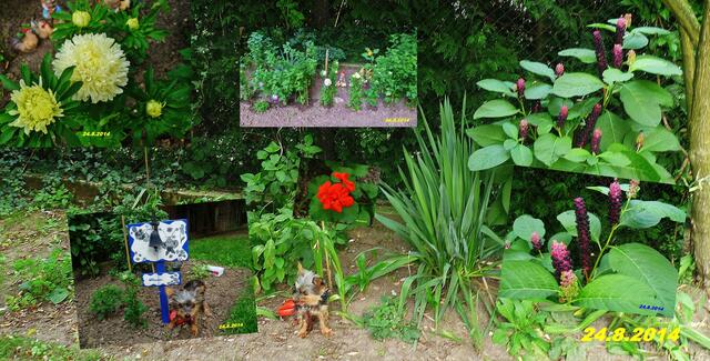 (34) !!! Sonntags + Monatsbilder / Blumenbeet !!! 24.8.2014 Temperatur: Plus 11°C 6:05h / 23°C Plus 8:29h / Wind: 2-5 / etwas sonnig und bewölkt
