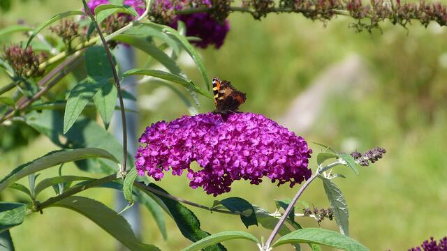 Schmetterling auf Nahrungssuche