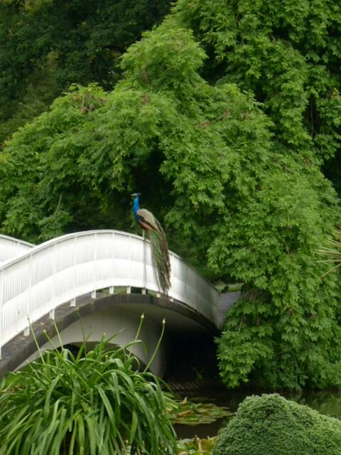 Pfau im Grünen:  Blumeninsel Siebenbergen in Kassel