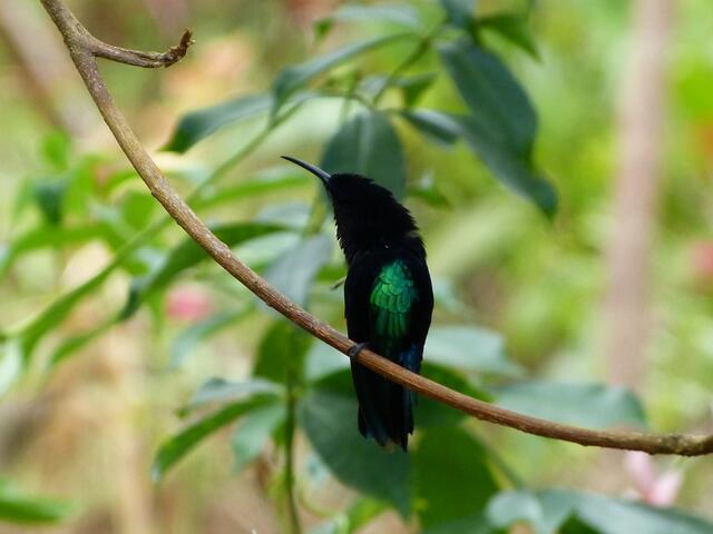 Ein Kolibri zeigt sein farbenprächtiges Federkleid