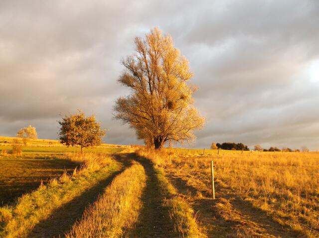 Goldener Novembermorgen   -   2.11.29912
