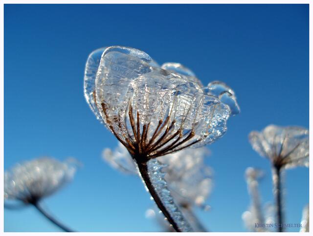 Schafgarbe im Januar
